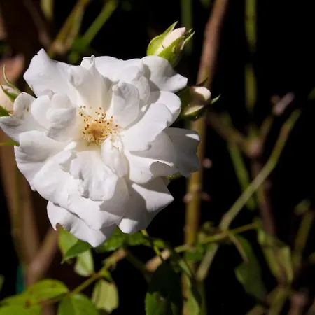 ホテル Arca ピエンツァ